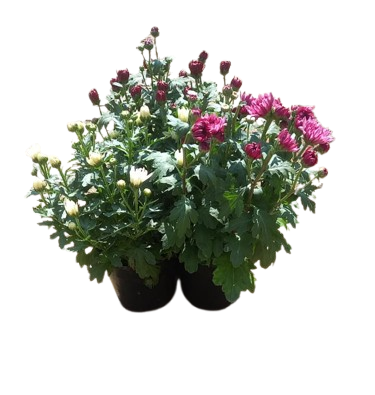 Chrysanthemums - 14CM