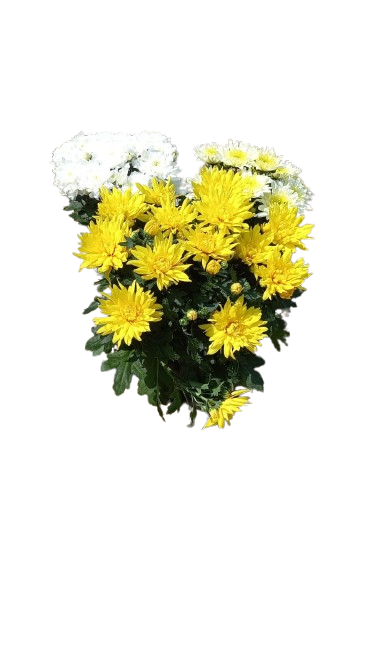 Chrysanthemums Mix - 14CM