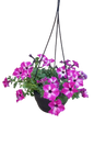 Petunia 20cm Various