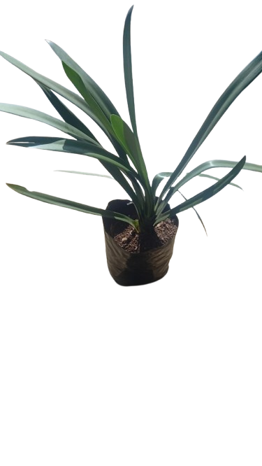 Clivia Miniata 5L