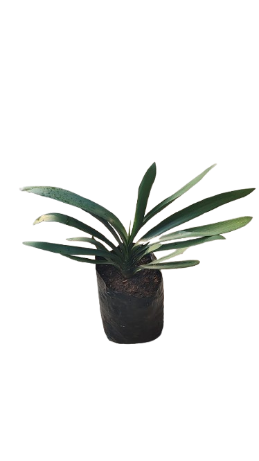Clivia Orange 10L