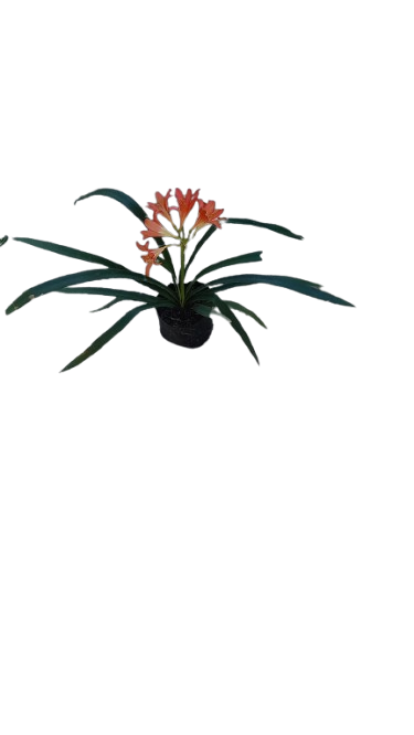 Clivia Miniata 4l