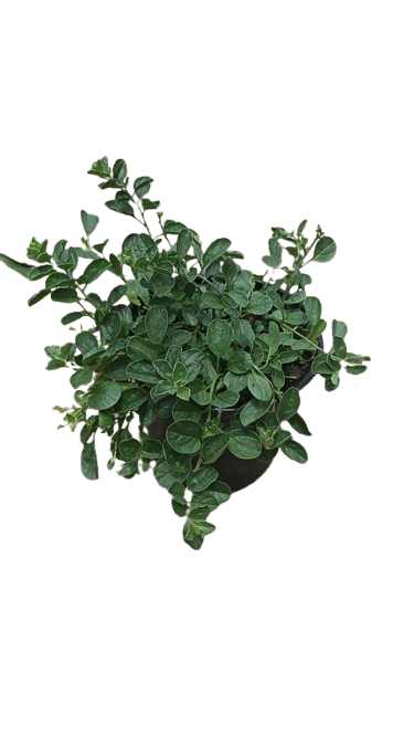 Convonvulus Sabatus Blue 15cm