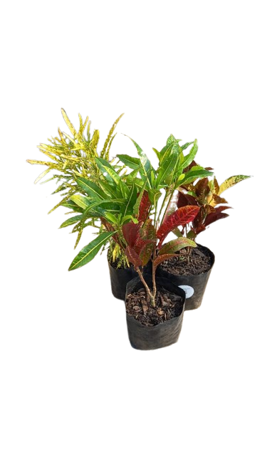 Codium Various colour (croton) 2.5L