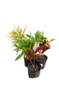 Codium Various colour (croton) 2.5L