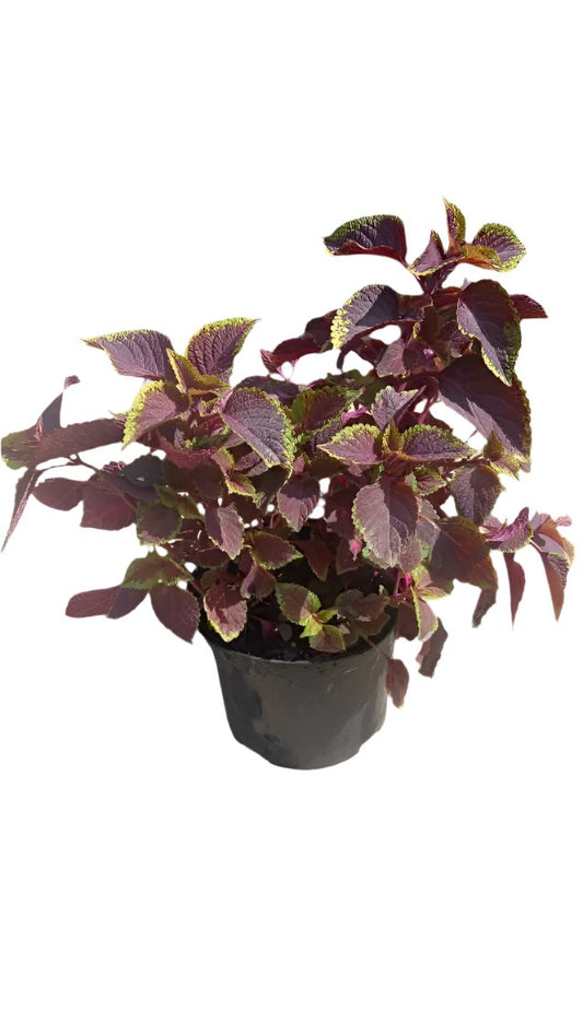 Coleus Solar Sunrise 17CM