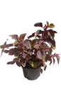 Coleus Solar Sunrise 17CM