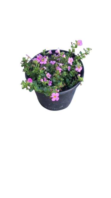 Bacopa Gulliver Compact Assorted 17cm