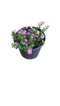 Bacopa Gulliver Compact Assorted 17cm