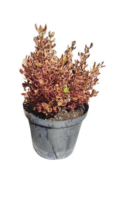 Coprosma Pacific Sunrise 25cm