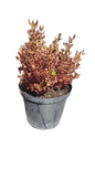 Coprosma Pacific Sunrise 25cm