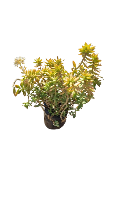 Sedum Coppertone 2l