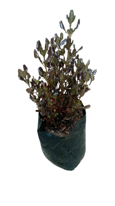 Coprosma 2.5L