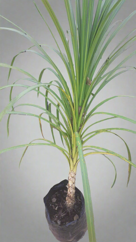 Cordyline Green 20L