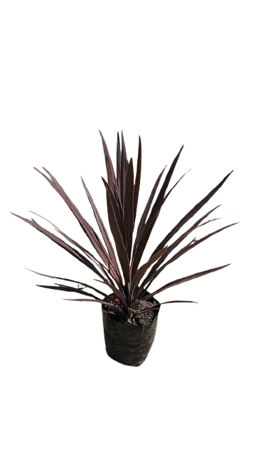 Cordyline Australis 'Red Sensation' 5L