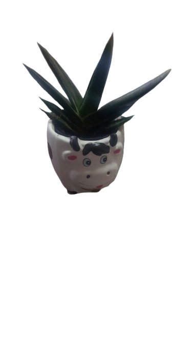 Animal Novelty Succulent Assorted