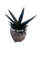 Animal Novelty Succulent Assorted