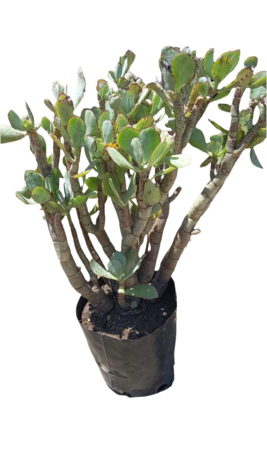 Crassula Arborescens 3L