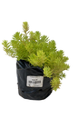 Mexican Sedum 1L