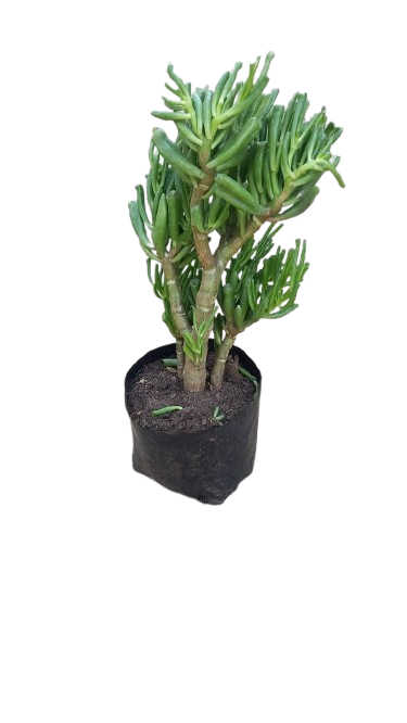 Crassula Ovate 'Shrek Ears' 3l