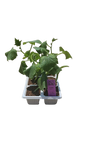 Cucumber Ashley - 6 Pack Seedling Tray