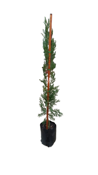 Cuppressus Sempervirens Stricta 10L