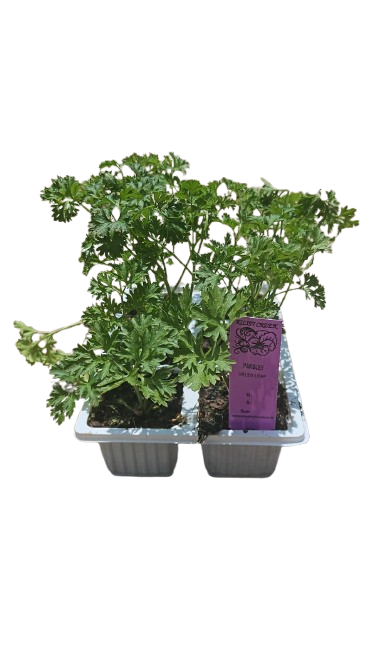 Parsley Curled Leaf 6 Pack seedling mix