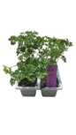 Parsley Curled Leaf 6 Pack seedling mix
