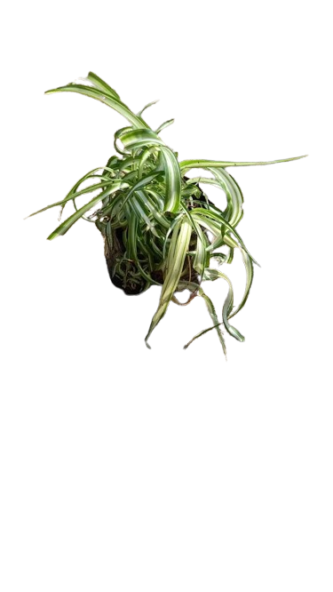 Chlorophytum Variegated Curled Leaf 2L