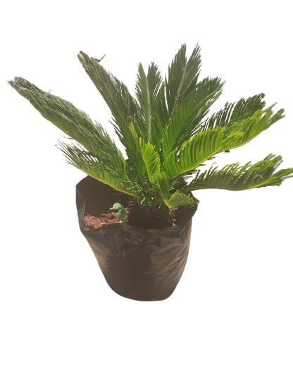Cycas Revoluta (Sago Palm) Various Sizes
