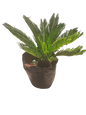 Cycas Revoluta (Sago Palm) Various Sizes