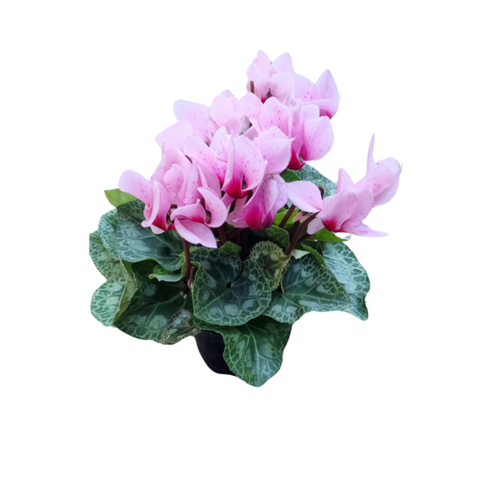 Cyclamen persicum 12cm