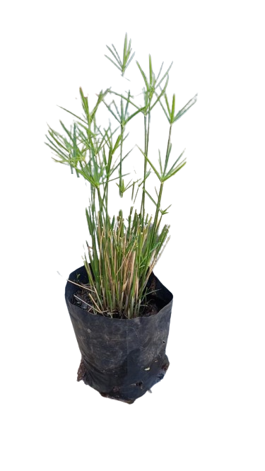 Cyperus 2.5L