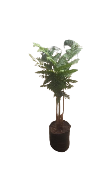 Cyathea Australis Tree Fern 20L