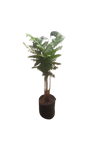 Cyathea Australis Fern (Australian Tree Fern) 20L