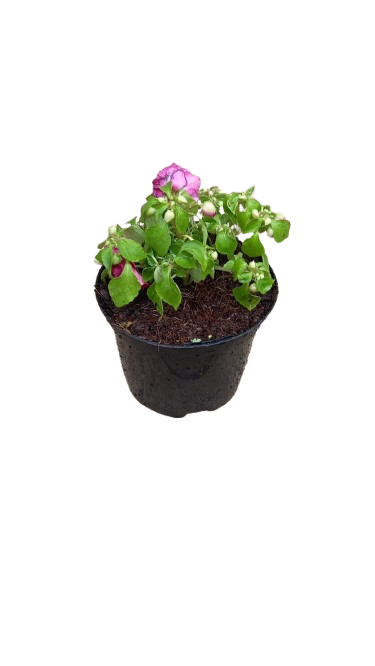 Dahlia 17cm