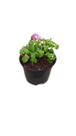 Dahlia 17cm
