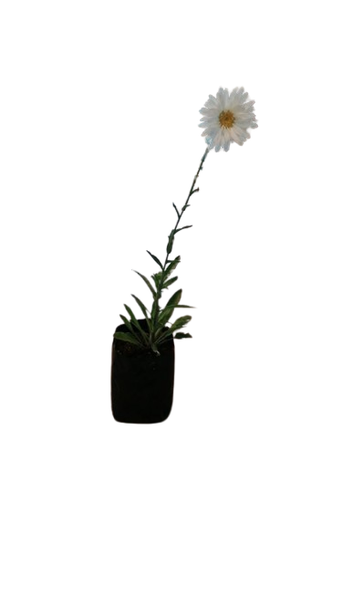 Shasta Daisy 5L