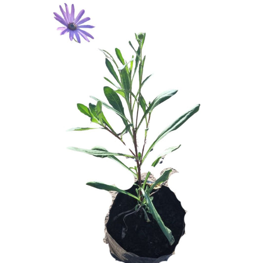 Osteospermum Ostica 4L