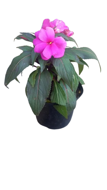 New Guinea Impatient Harmony Assorted - 15cm