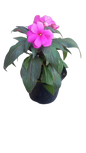 New Guinea Impatient Harmony Assorted - 15cm