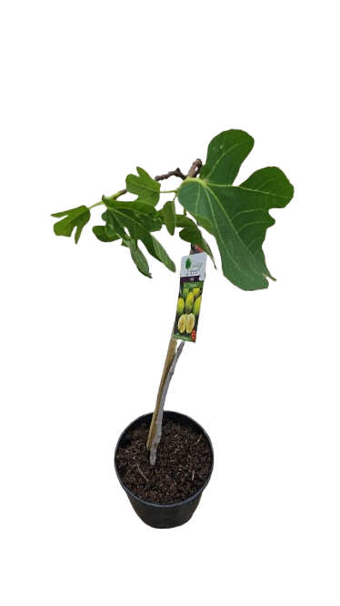 Fig 'deanna' 19cm