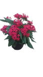Pentas Star Assorted 15cm