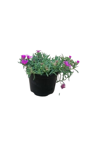 delosperma Early Bird 15CM various