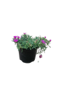 delosperma Early Bird 15CM various