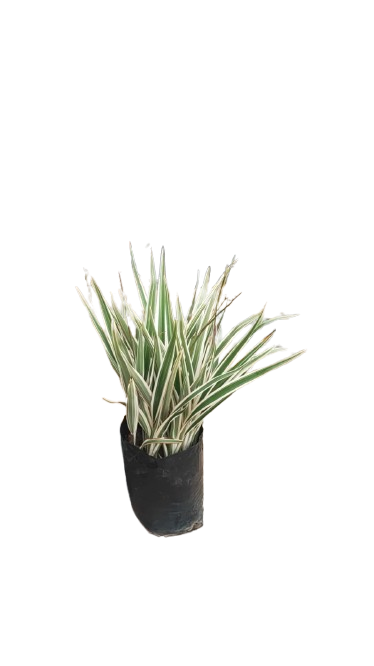 Dianella 10L