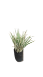 Dianella 10L