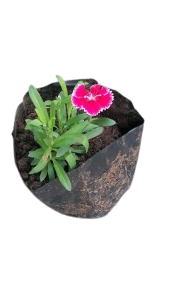 Dianthus 3l