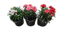 Dianthus Caryophyllus 'Oscar' - 14cm