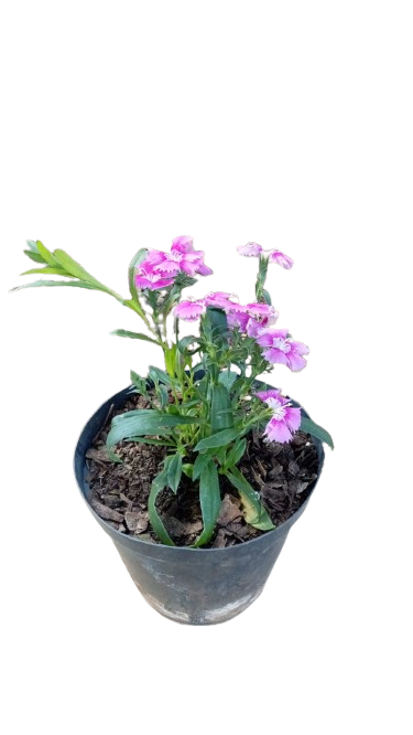 Dianthus 15cm
